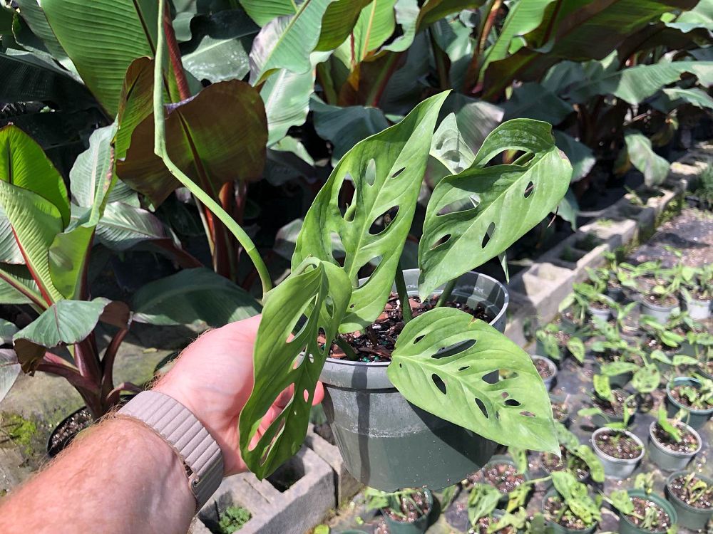 monstera-adansonii-monstera-plant-swiss-cheese-philodendron
