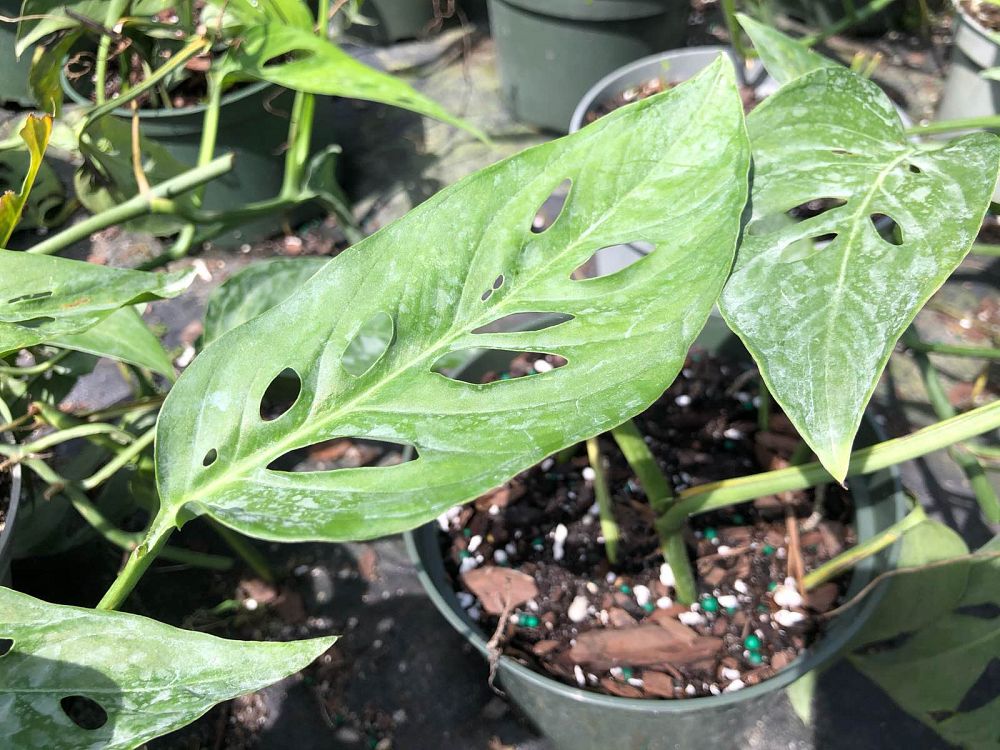 monstera-adansonii-monstera-plant-swiss-cheese-philodendron