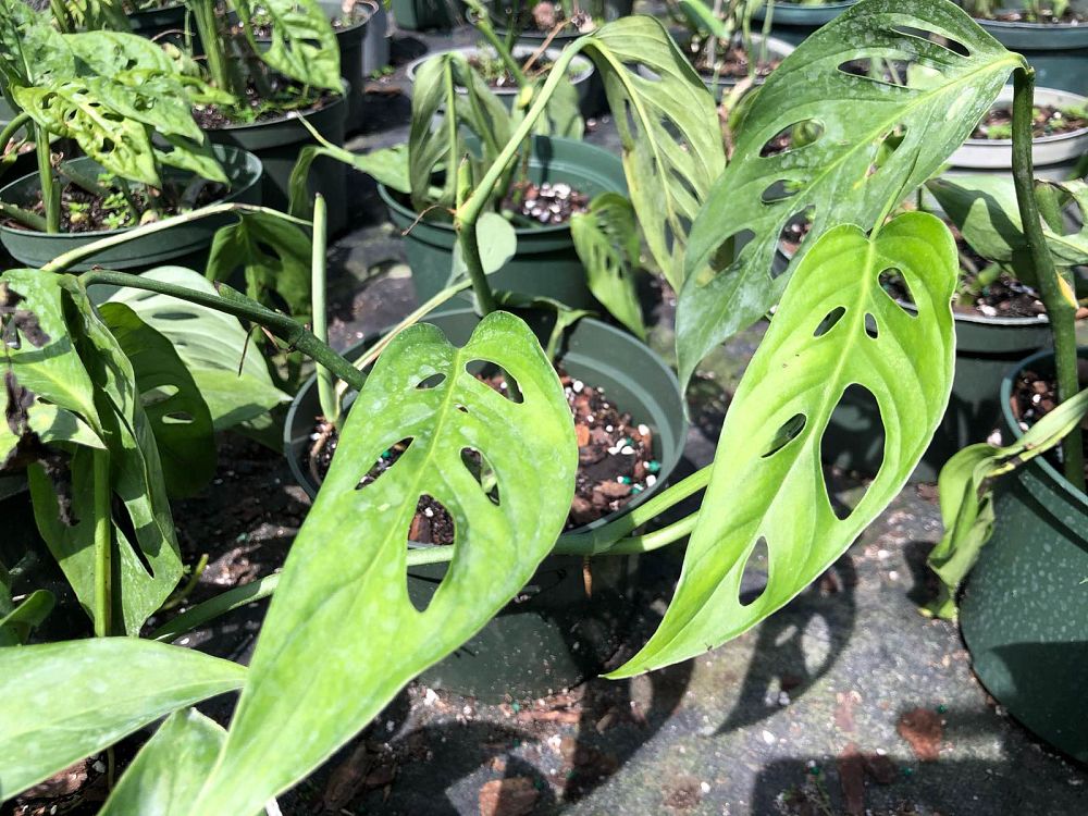 monstera-adansonii-monstera-plant-swiss-cheese-philodendron