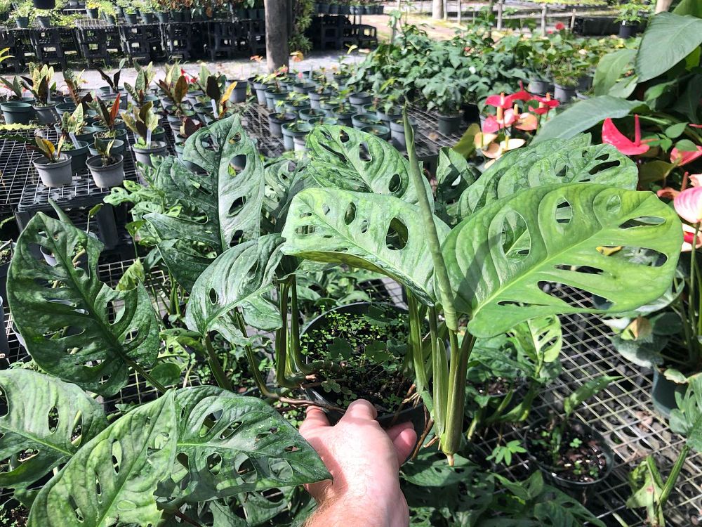 monstera-adansonii-monstera-plant-swiss-cheese-philodendron