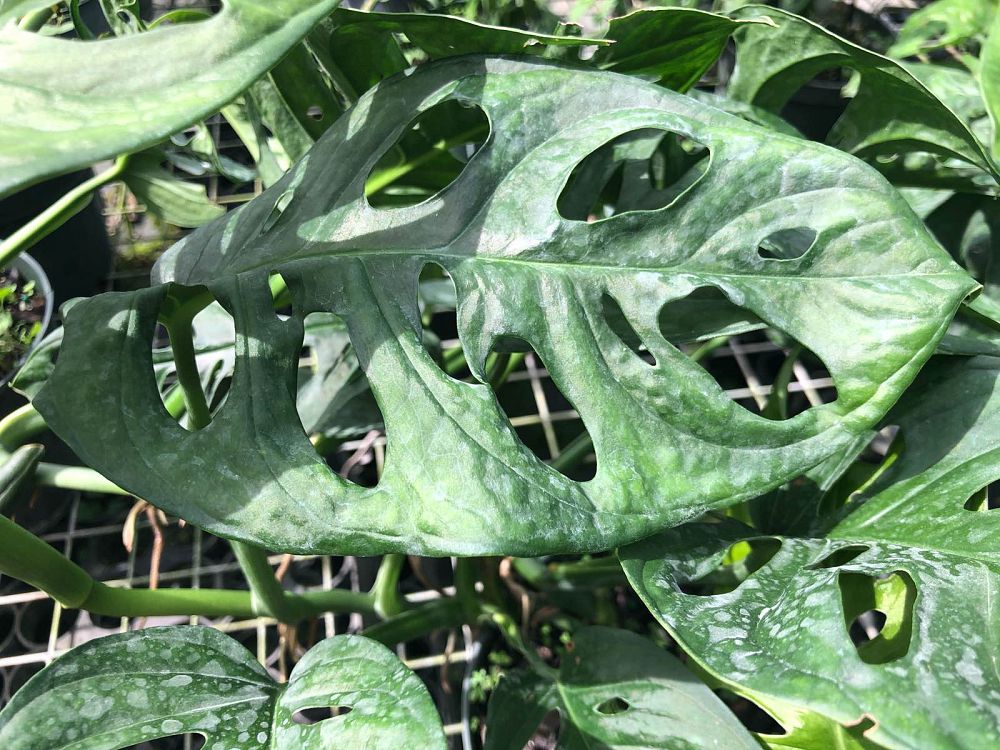monstera-adansonii-monstera-plant-swiss-cheese-philodendron