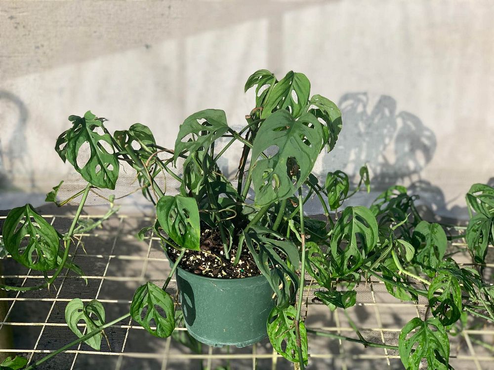 monstera-adansonii-monstera-plant-swiss-cheese-philodendron