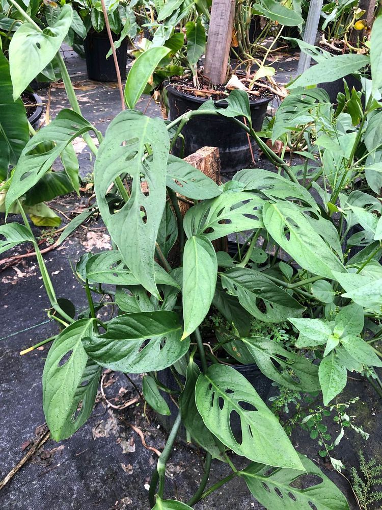 monstera-adansonii-monstera-plant-swiss-cheese-philodendron