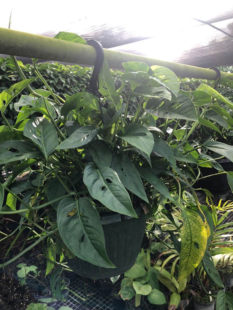 monstera-adansonii-monstera-plant-swiss-cheese-philodendron