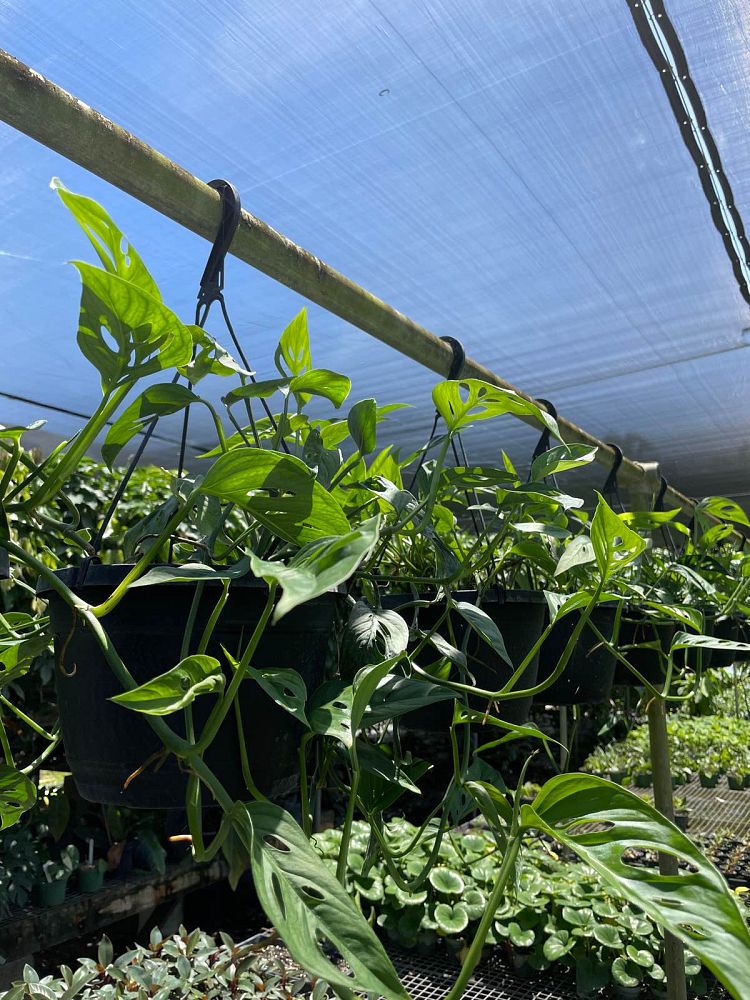 monstera-adansonii-monstera-plant-swiss-cheese-philodendron