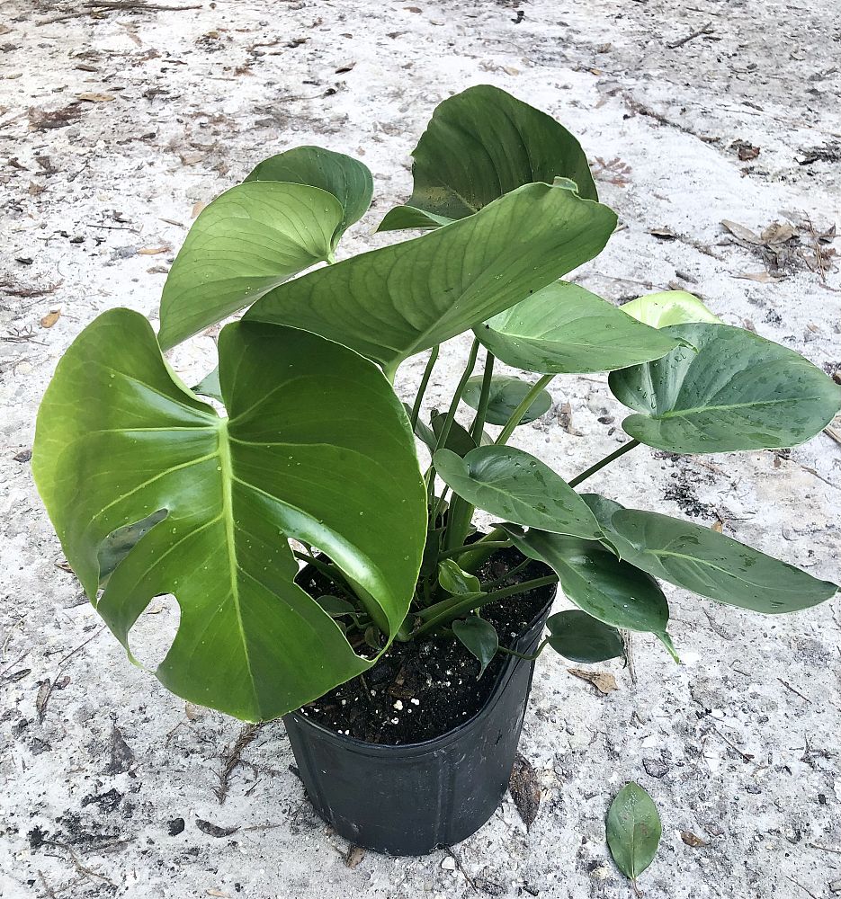 monstera-adansonii-monstera-plant-swiss-cheese-philodendron