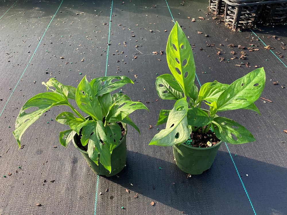 monstera-adansonii-monstera-plant-swiss-cheese-philodendron