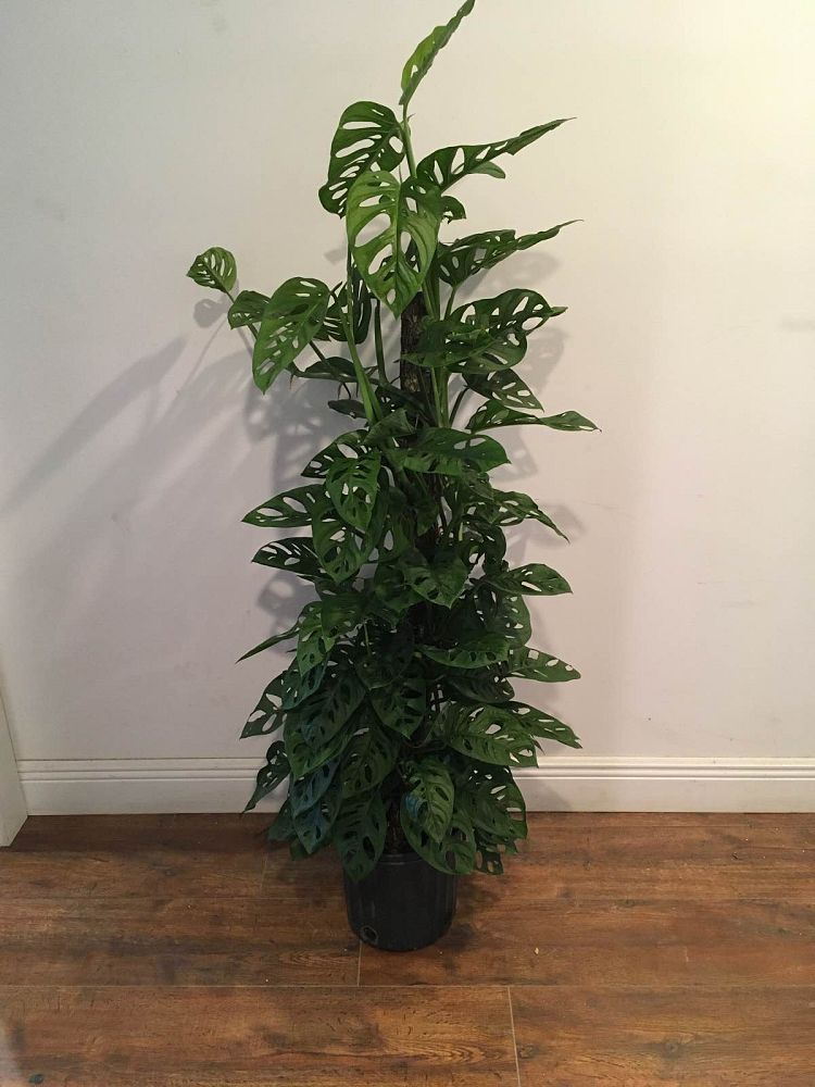 monstera-adansonii-monstera-plant-swiss-cheese-philodendron
