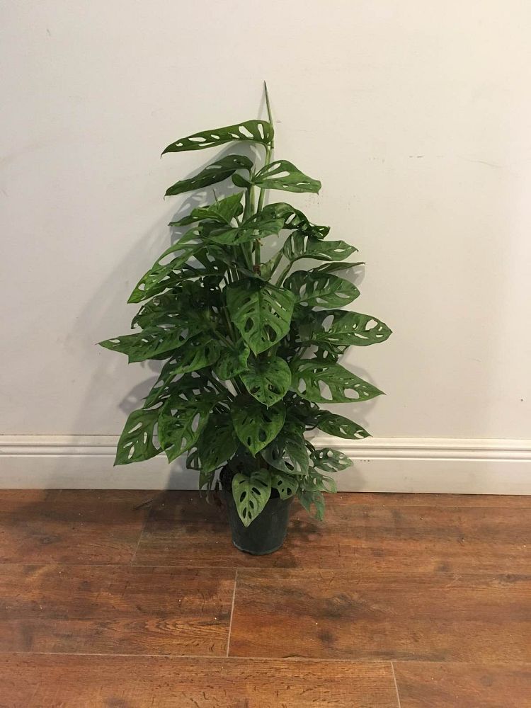 monstera-adansonii-monstera-plant-swiss-cheese-philodendron