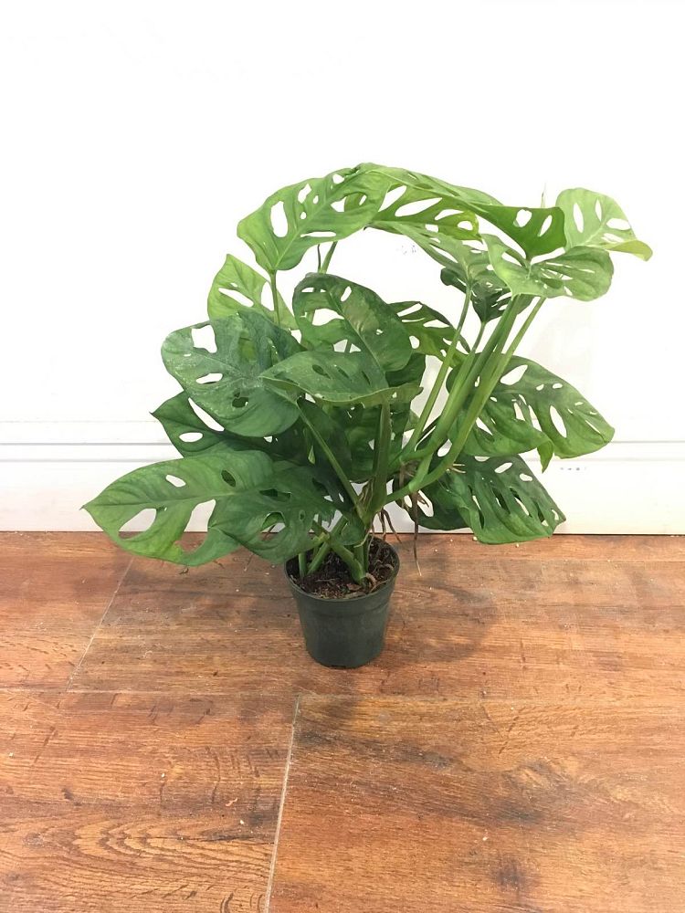 monstera-adansonii-monstera-plant-swiss-cheese-philodendron