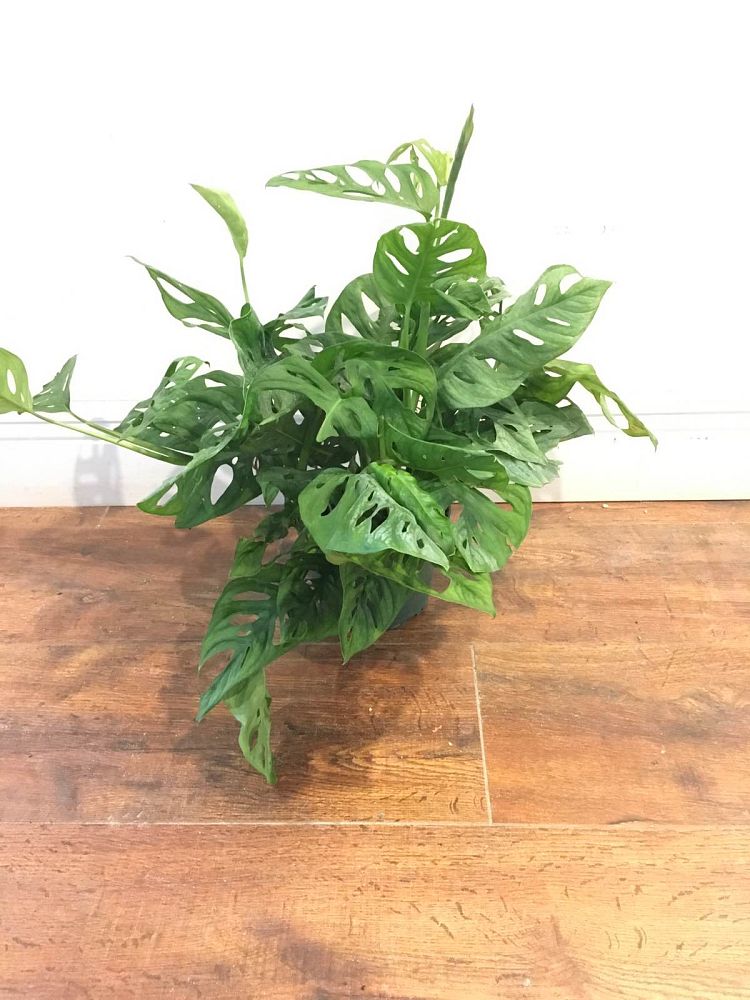 monstera-adansonii-monstera-plant-swiss-cheese-philodendron