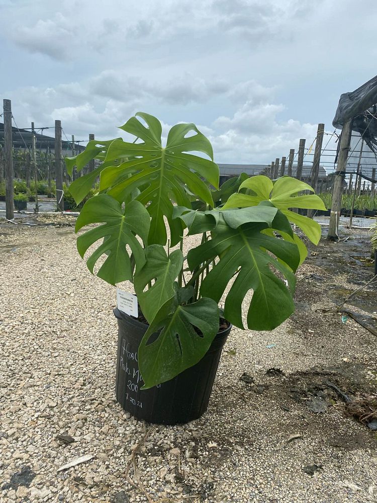 monstera-adansonii-monstera-plant-swiss-cheese-philodendron