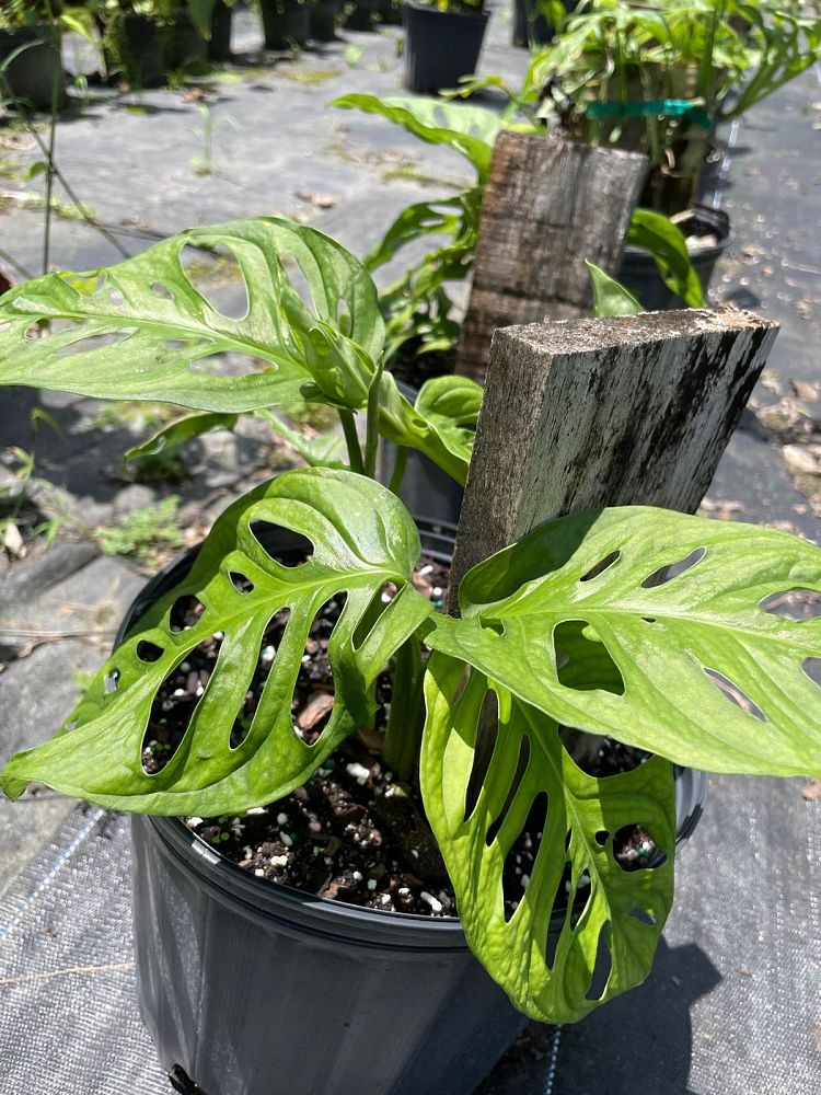 monstera-adansonii-monstera-plant-swiss-cheese-philodendron