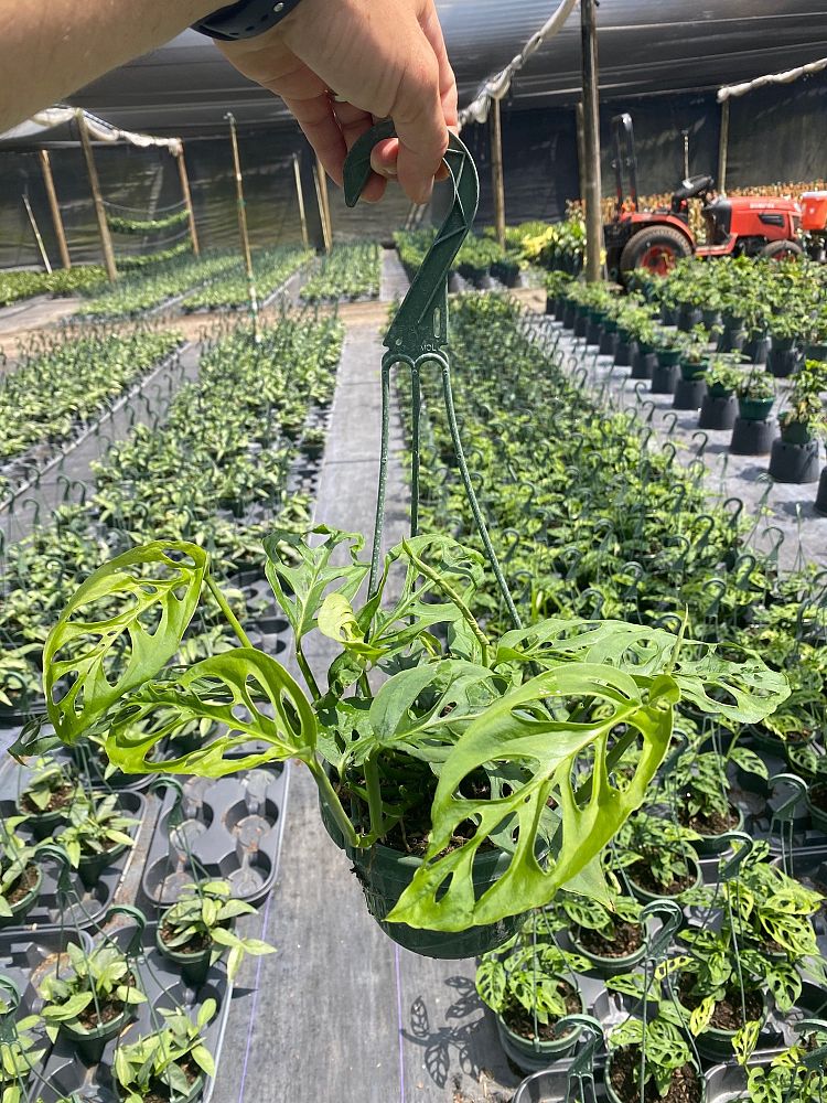 monstera-adansonii-monstera-plant-swiss-cheese-philodendron