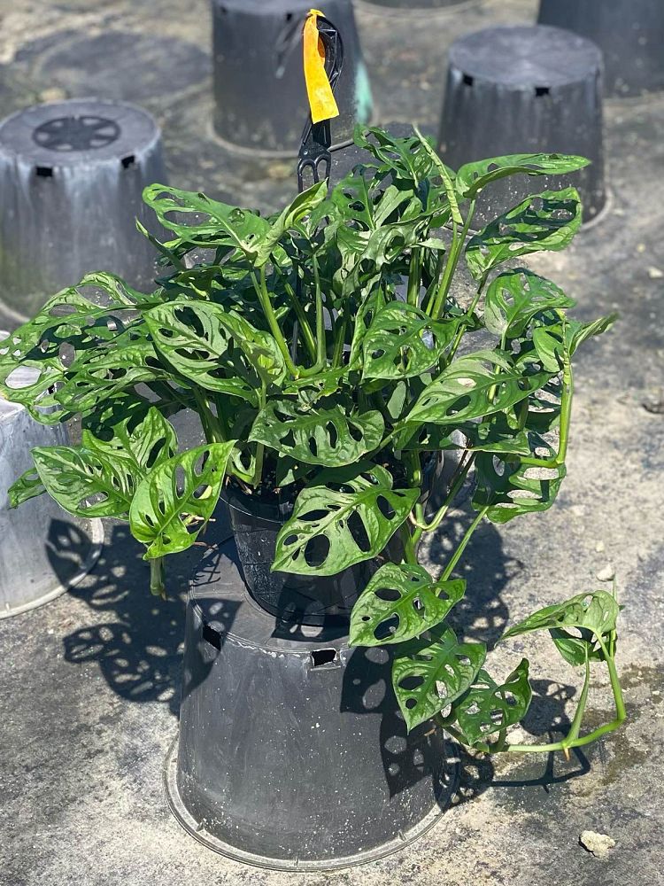monstera-adansonii-monstera-plant-swiss-cheese-philodendron