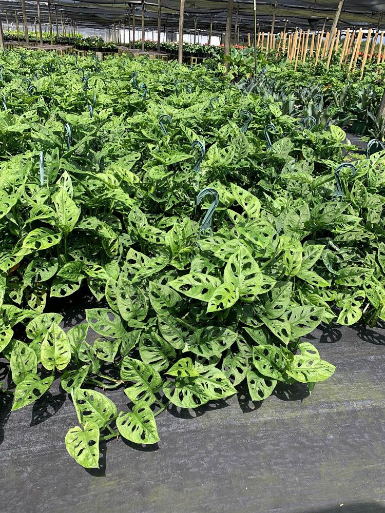 monstera-adansonii-monstera-plant-swiss-cheese-philodendron