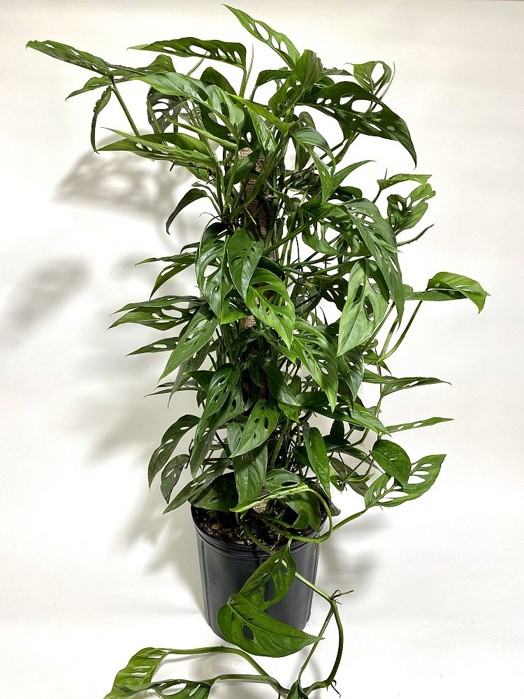 monstera-adansonii-monstera-plant-swiss-cheese-philodendron