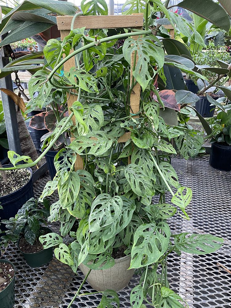 monstera-adansonii-monstera-plant-swiss-cheese-philodendron