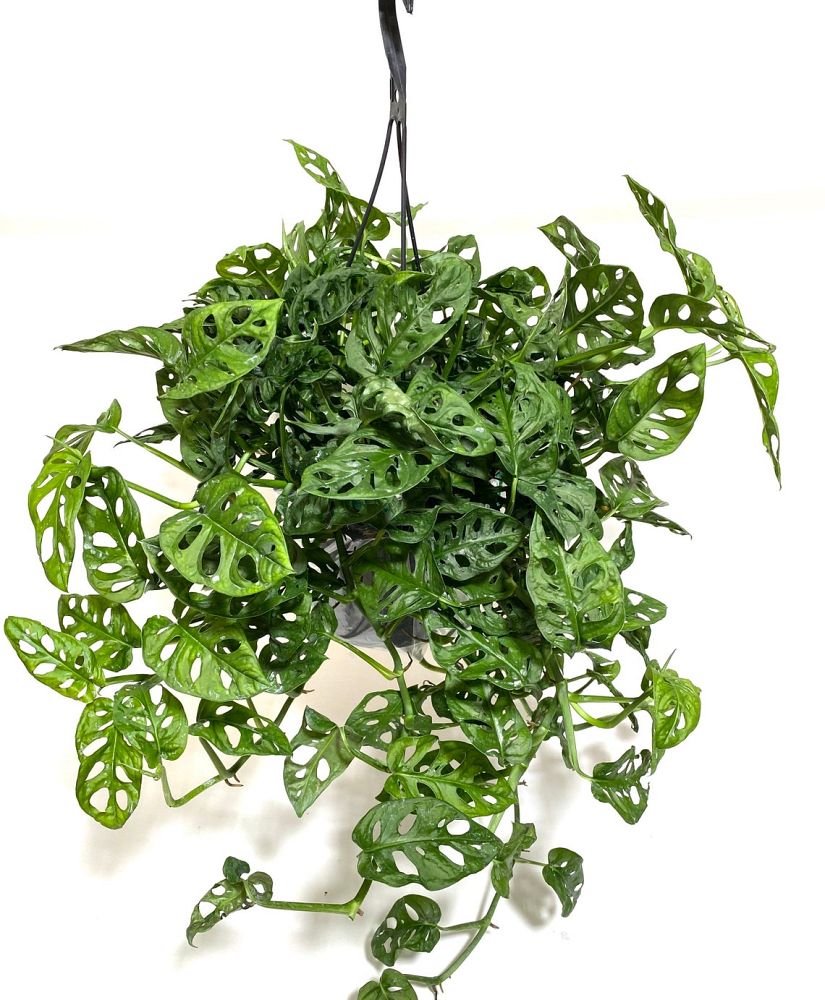 monstera-adansonii-monstera-plant-swiss-cheese-philodendron