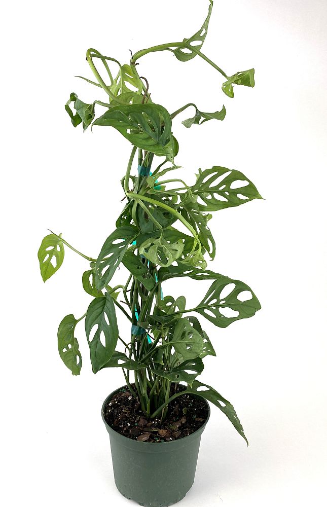monstera-adansonii-monstera-plant-swiss-cheese-philodendron