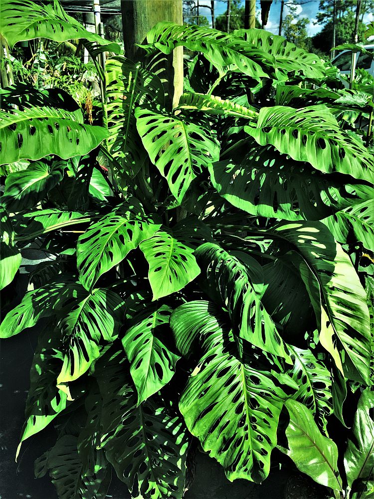 monstera-adansonii-monstera-plant-swiss-cheese-philodendron