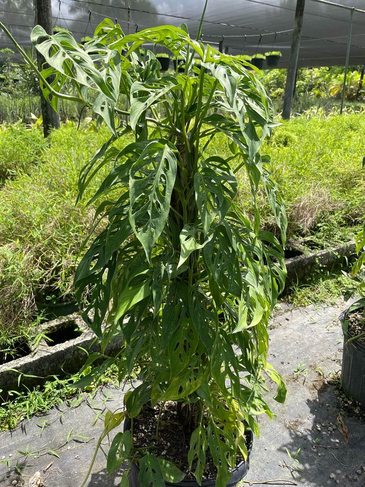 monstera-adansonii-monstera-plant-swiss-cheese-philodendron