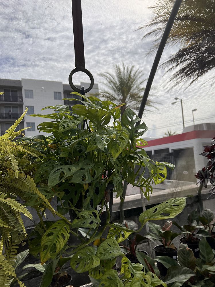 monstera-adansonii-monstera-plant-swiss-cheese-philodendron