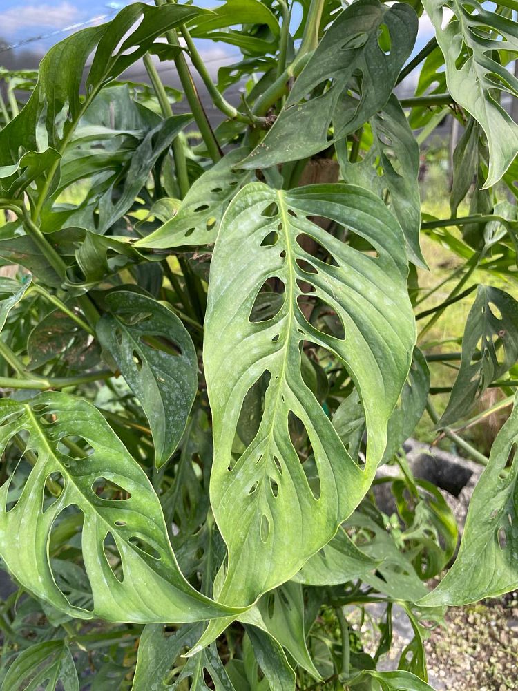 monstera-adansonii-monstera-plant-swiss-cheese-philodendron