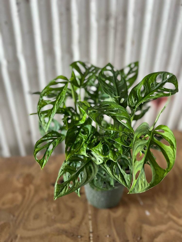 monstera-adansonii-monstera-plant-swiss-cheese-philodendron