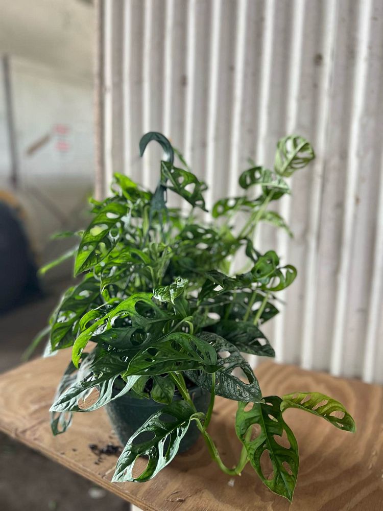 monstera-adansonii-monstera-plant-swiss-cheese-philodendron