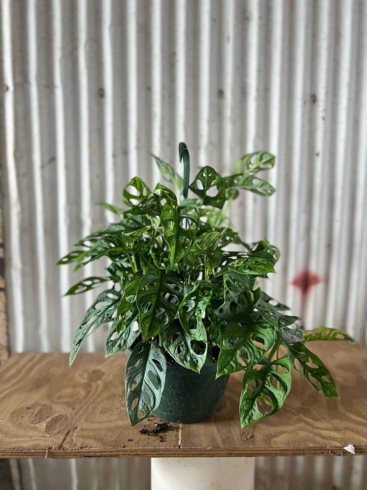 monstera-adansonii-monstera-plant-swiss-cheese-philodendron