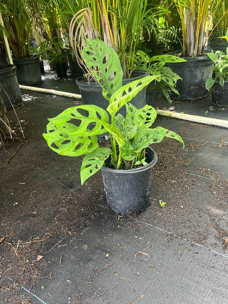 monstera-adansonii-monstera-plant-swiss-cheese-philodendron