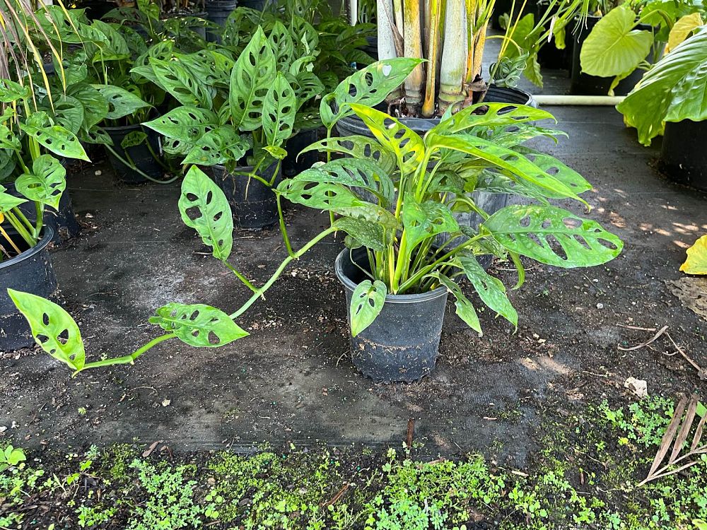 monstera-adansonii-monstera-plant-swiss-cheese-philodendron