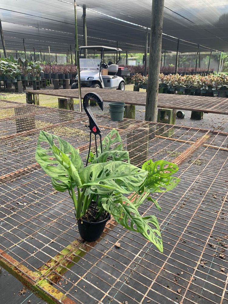 monstera-adansonii-monstera-plant-swiss-cheese-philodendron
