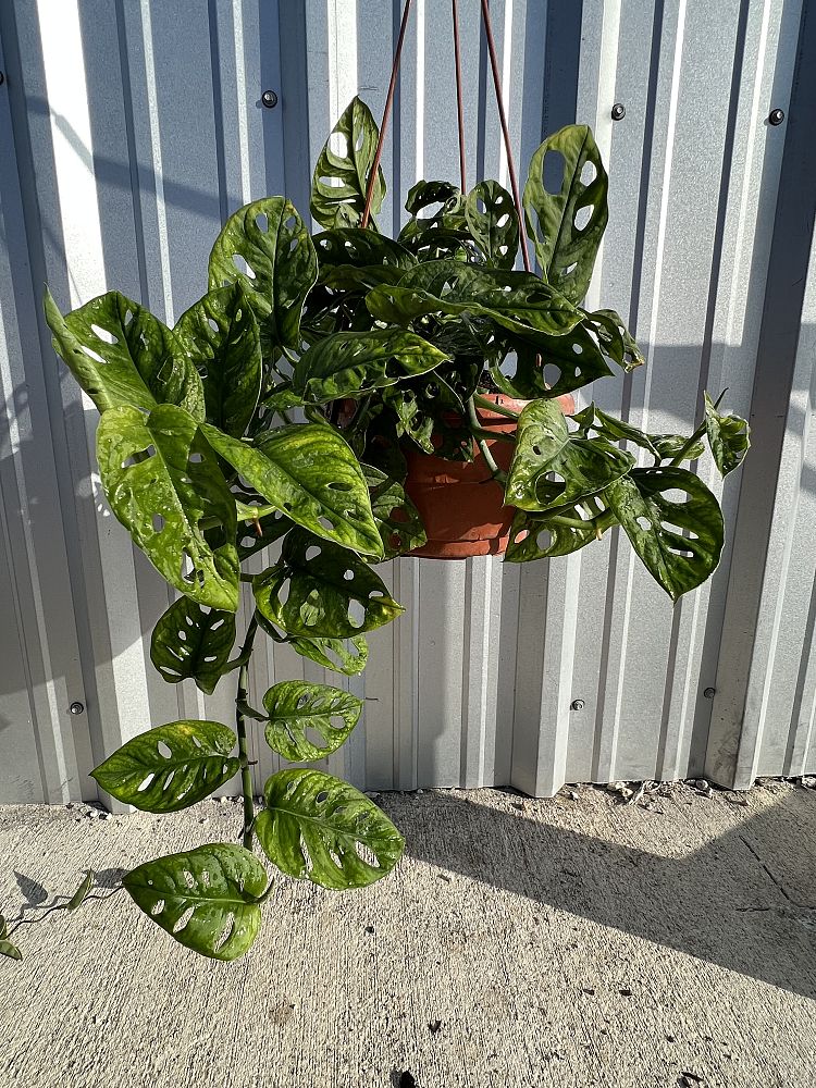 monstera-adansonii-monstera-plant-swiss-cheese-philodendron