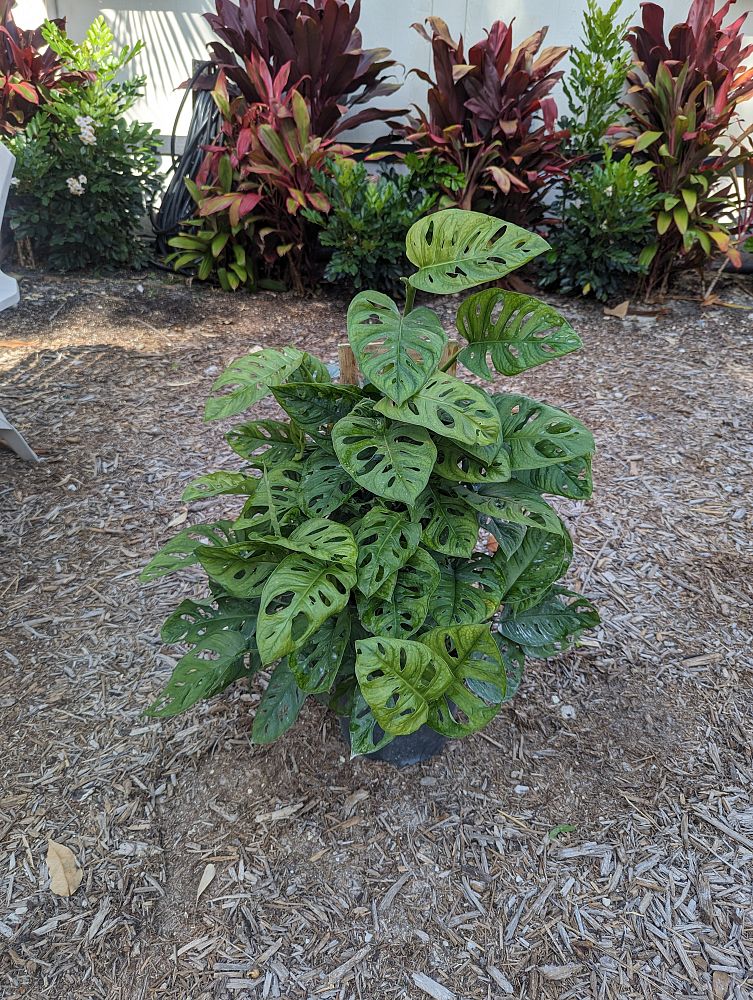 monstera-adansonii-monstera-plant-swiss-cheese-philodendron
