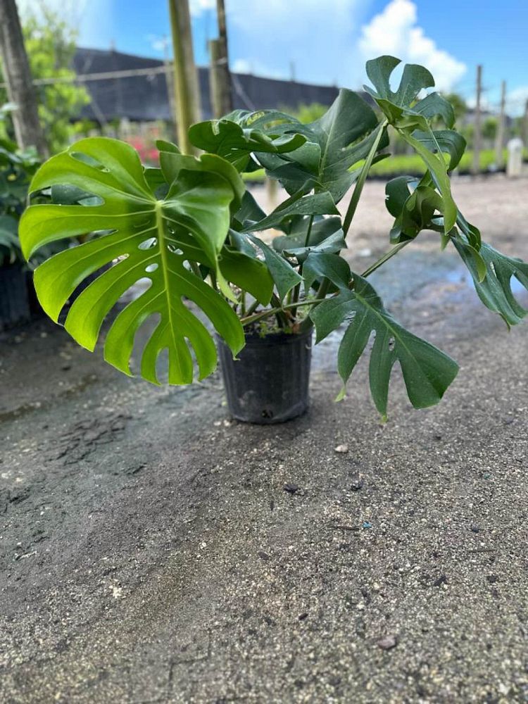 monstera-adansonii-monstera-plant-swiss-cheese-philodendron