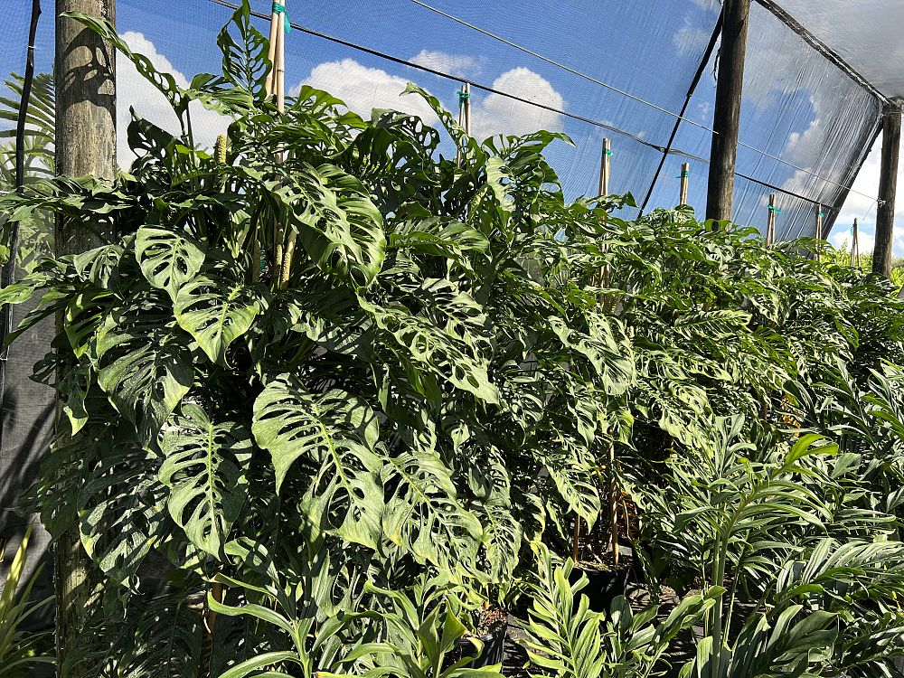monstera-adansonii-monstera-plant-swiss-cheese-philodendron