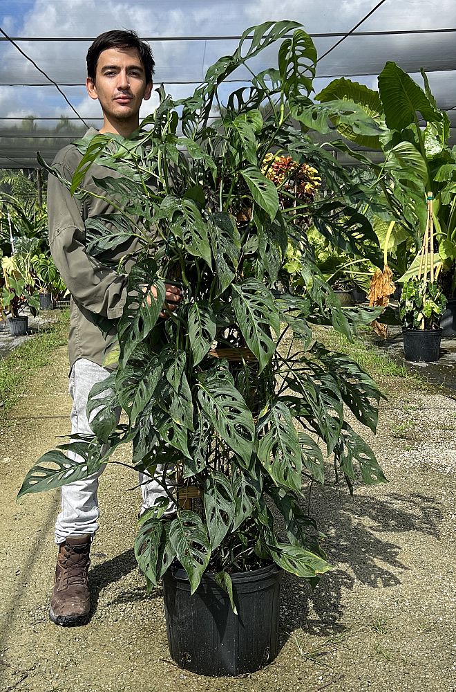 monstera-adansonii-monstera-plant-swiss-cheese-philodendron