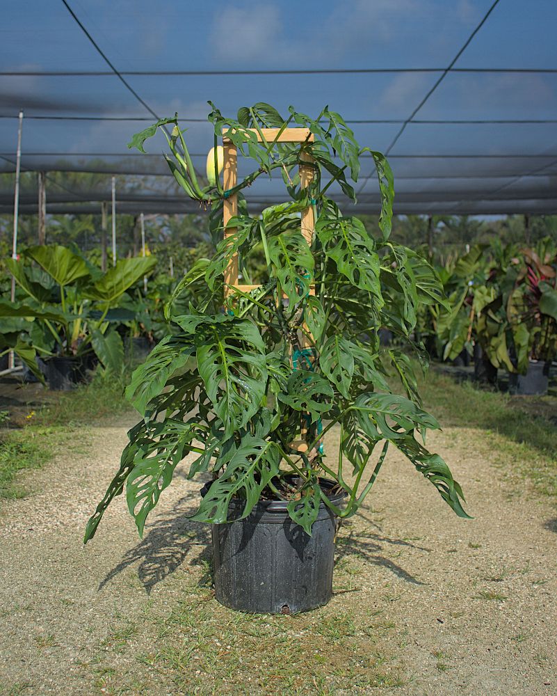 monstera-adansonii-monstera-plant-swiss-cheese-philodendron