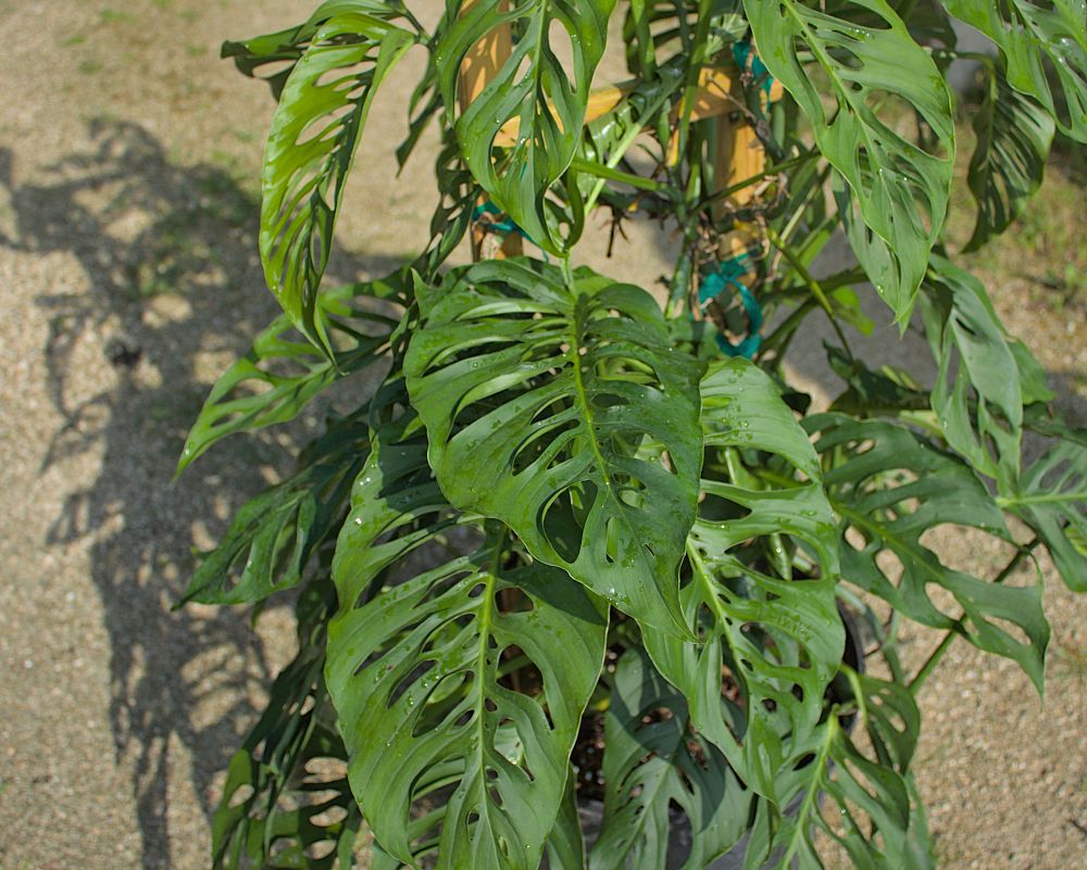 monstera-adansonii-monstera-plant-swiss-cheese-philodendron