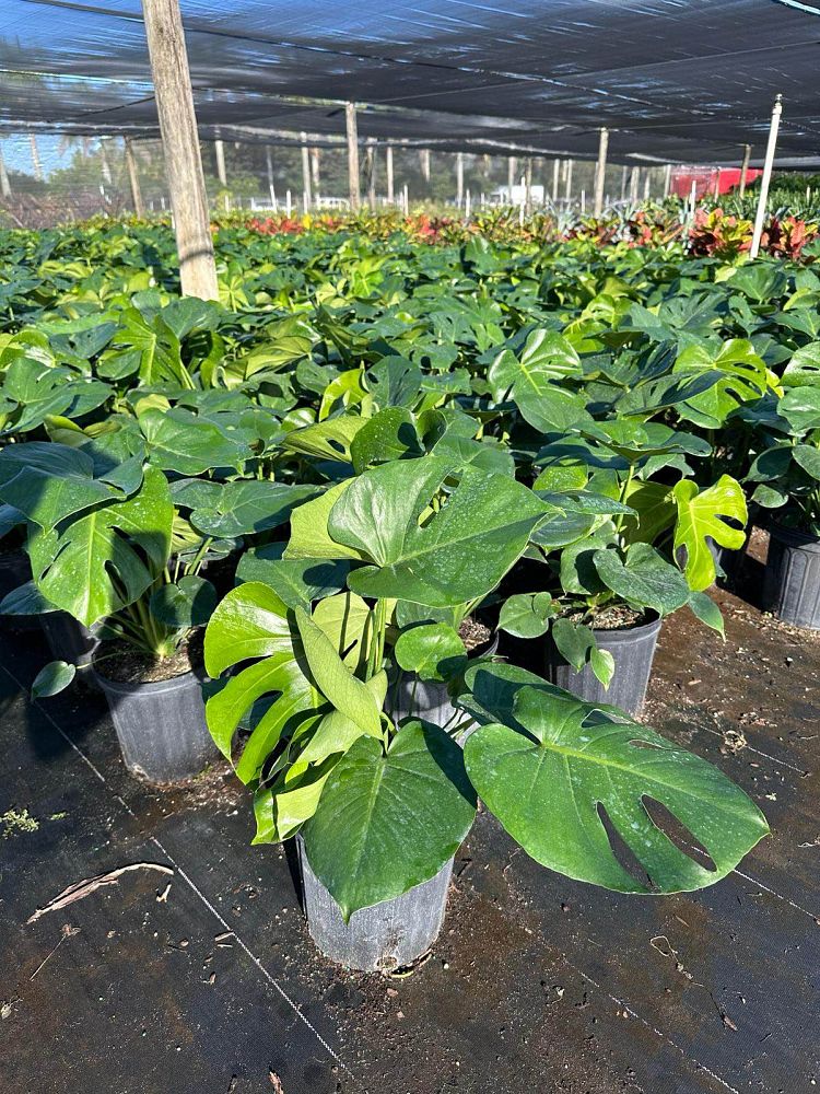 monstera-adansonii-monstera-plant-swiss-cheese-philodendron