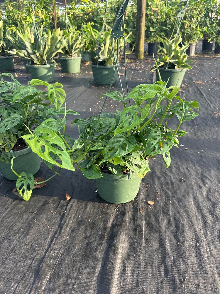 monstera-adansonii-monstera-plant-swiss-cheese-philodendron