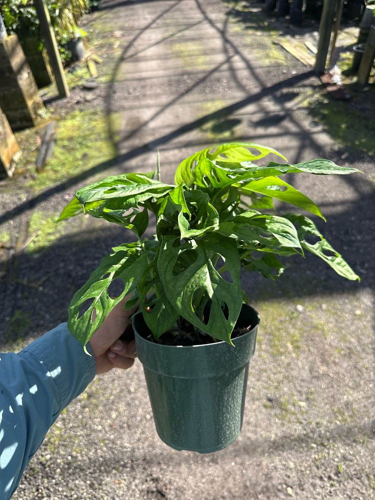 monstera-adansonii-monstera-plant-swiss-cheese-philodendron
