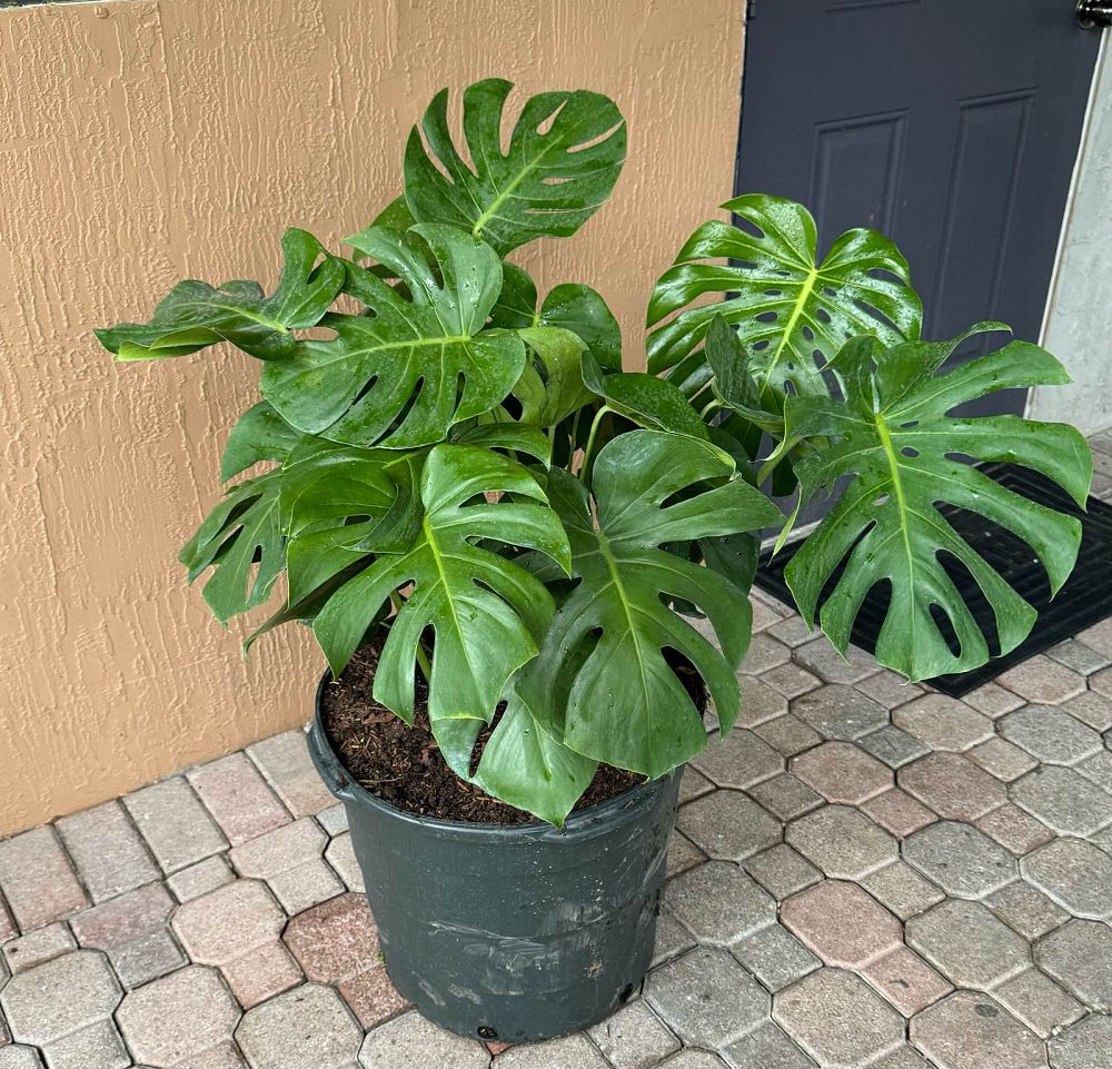 monstera-adansonii-monstera-plant-swiss-cheese-philodendron
