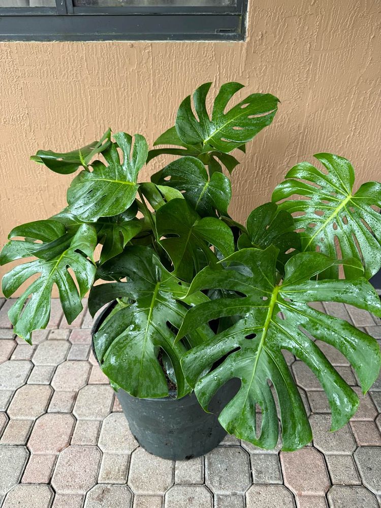 monstera-adansonii-monstera-plant-swiss-cheese-philodendron