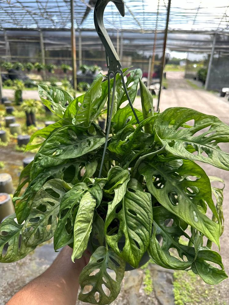 monstera-adansonii-monstera-plant-swiss-cheese-philodendron