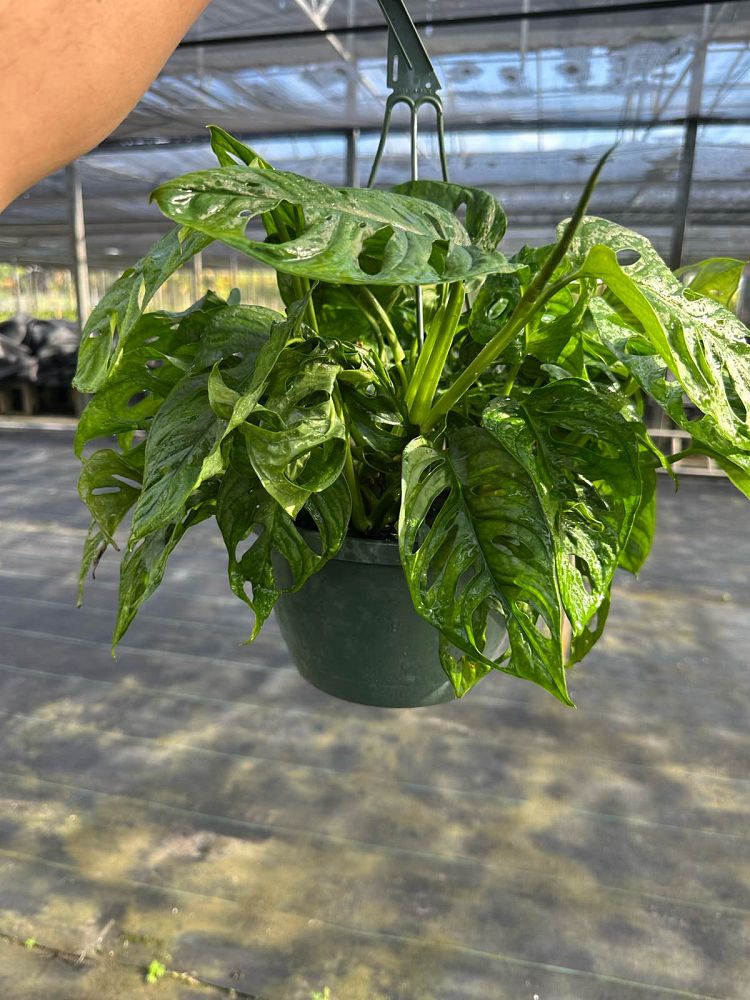 monstera-adansonii-monstera-plant-swiss-cheese-philodendron