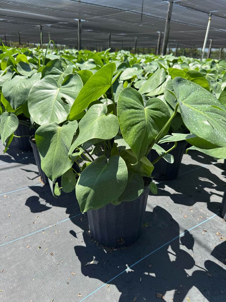 monstera-adansonii-monstera-plant-swiss-cheese-philodendron