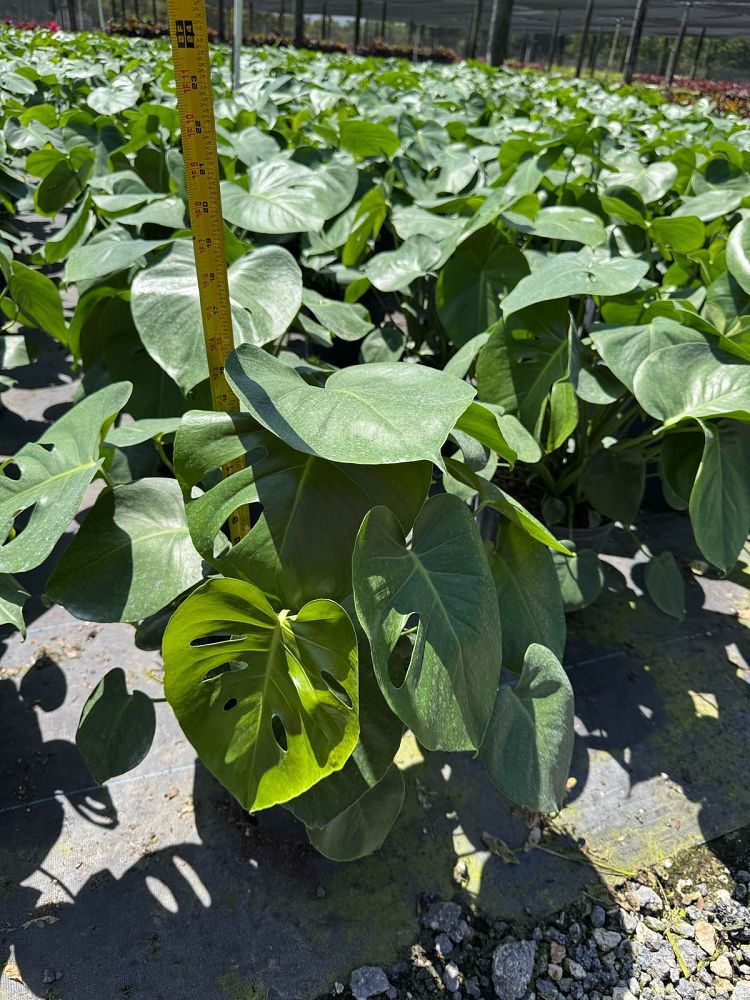 monstera-adansonii-monstera-plant-swiss-cheese-philodendron